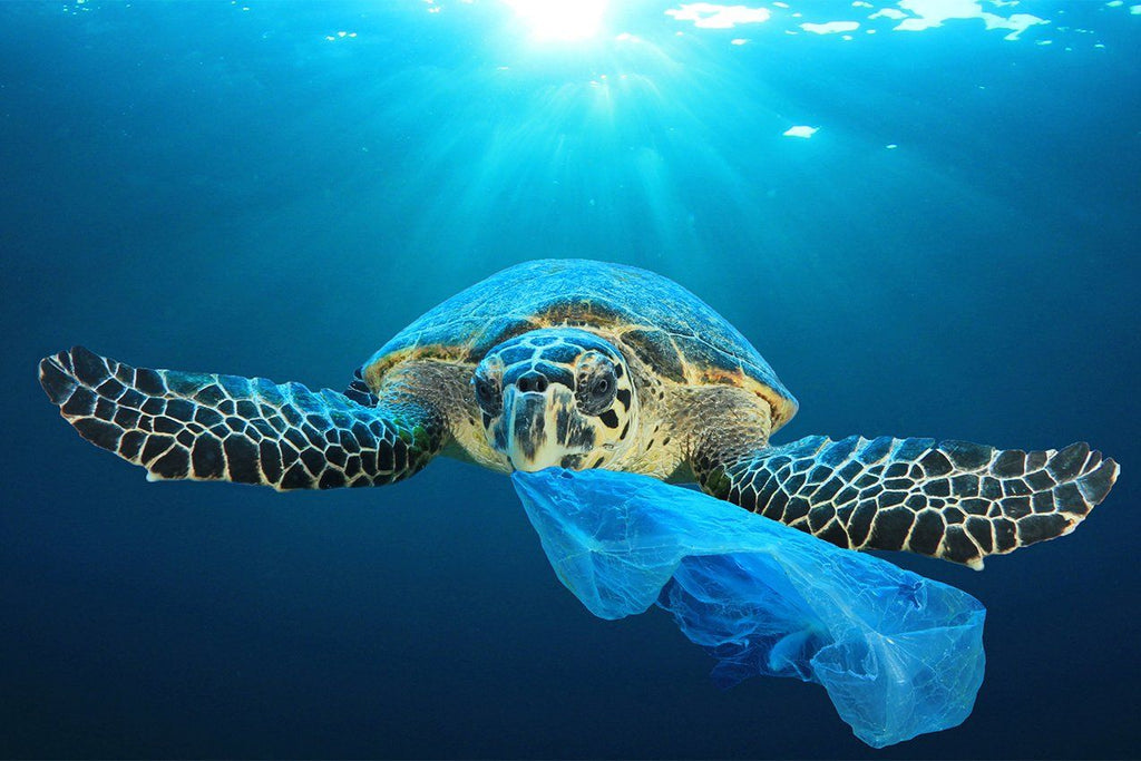 How plastics affect sea turtles